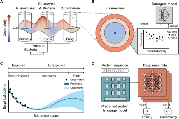 Active learning enables discovery of transcriptional activators across fungal evolutionary space — figure
