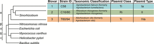 Transcriptome architecture of the three main lineages of agrobacteria — figure