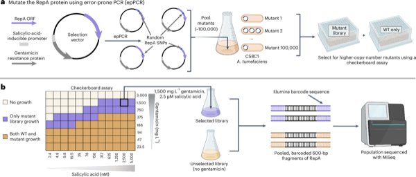 Binary vector copy number engineering improves Agrobacterium-mediated transformation — figure
