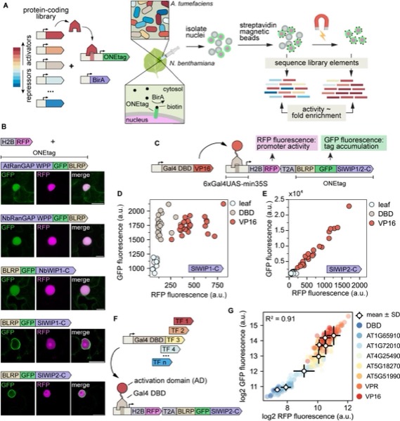 Multiplexed profiling of transcriptional regulators in plant cells — figure