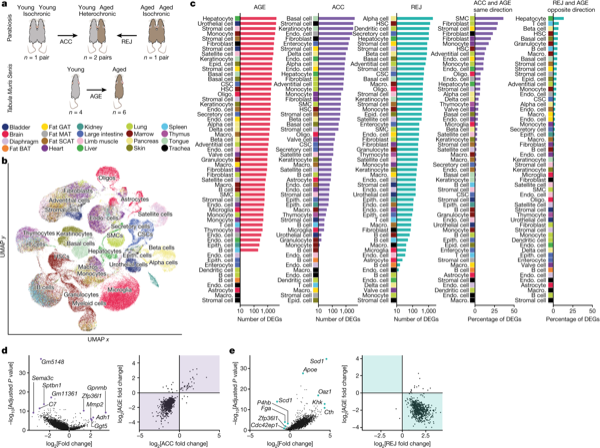Molecular hallmarks of heterochronic parabiosis at single-cell resolution — figure