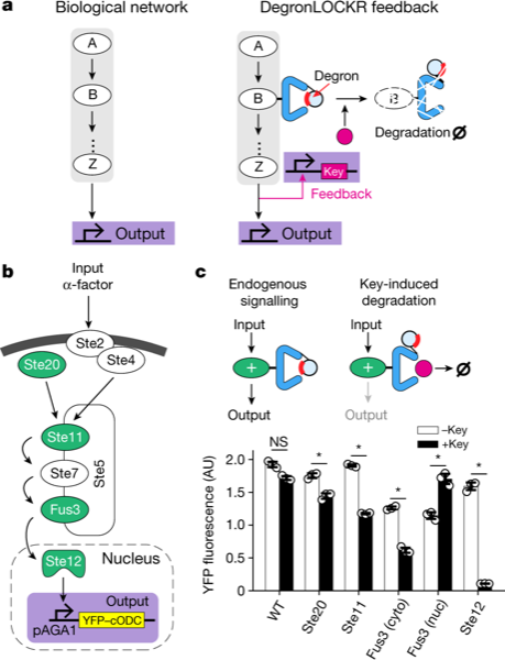 Modular and tunable biological feedback control using a de novo protein switch — figure