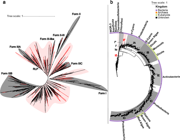 Diversity-driven biochemical survey reveals dimeric structural origin of rubisco — figure