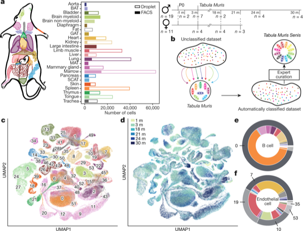 A single-cell transcriptomic atlas characterizes ageing tissues in the mouse — figure