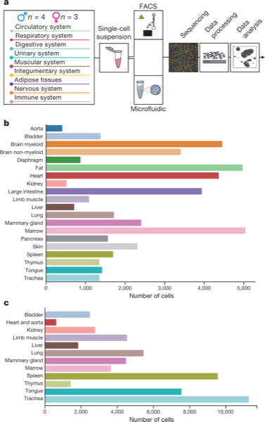 Single-cell transcriptomics of 20 mouse organs creates a Tabula Muris — figure